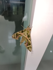 Daphnis nerii