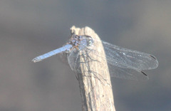 Trithemis furva