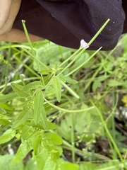 Epilobium tetragonum