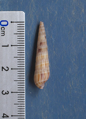 Terebra