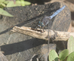 Orthetrum chrysostigma