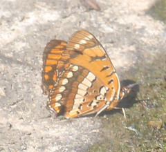 Byblia anvatara