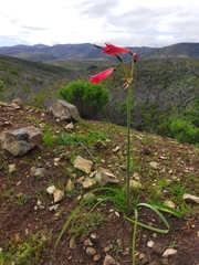 Phycella cyrtanthoides