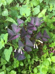 Oxalis triangularis