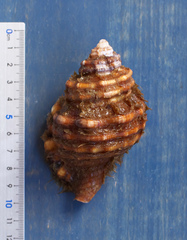 Monoplex parthenopeus