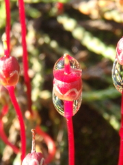 Cassiope lycopodioides