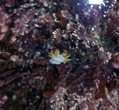 Coryphella trilineata