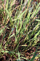 Digitaria cognata