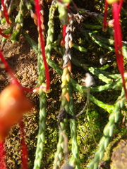 Cassiope lycopodioides