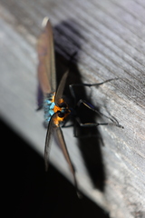 Ctenucha virginica
