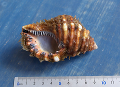 Monoplex parthenopeus