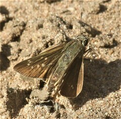 Pelopidas mathias