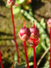 Cassiope lycopodioides