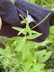 Epilobium tetragonum
