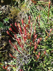 Cassiope lycopodioides