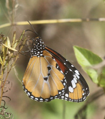 Danaus chrysippus orientis