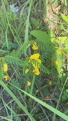 Chamaecrista fasciculata