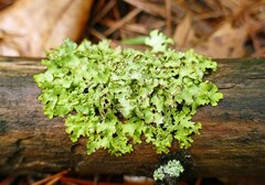 Tuckermanopsis ciliaris