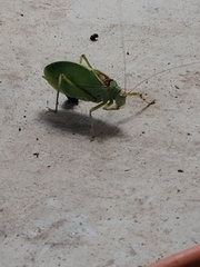 Pterophylla camellifolia