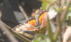 Acraea serena