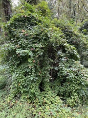 Ilex cornuta