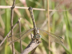 Paragomphus cognatus