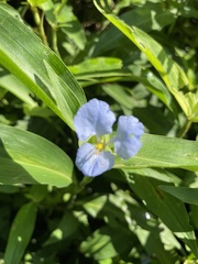 Commelina virginica