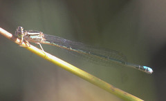 Pseudagrion salisburyense