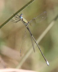 Lestes virgatus
