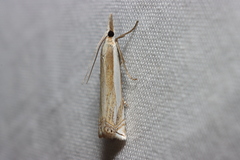 Crambus