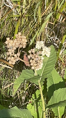 Parthenium integrifolium