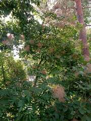 Cotinus coggygria