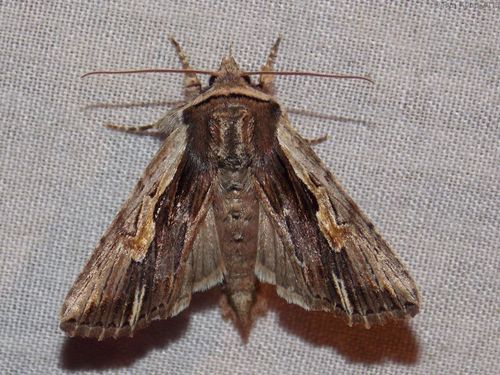 Morrisonia evicta