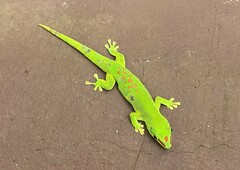 Phelsuma