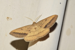 Isturgia arenacearia