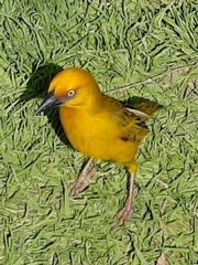 Ploceus capensis