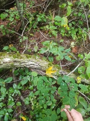 Thalictrum pubescens