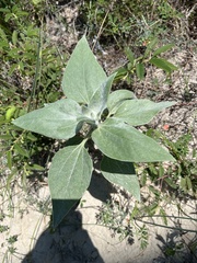 Helianthus argophyllus