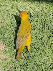 Ploceus capensis
