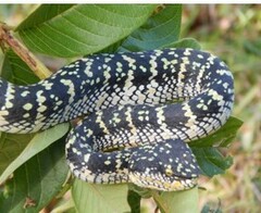 Tropidolaemus wagleri