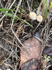 Marasmius capillaris