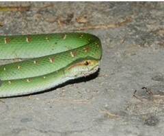 Tropidolaemus wagleri