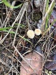 Marasmius capillaris