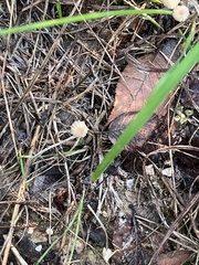 Marasmius capillaris