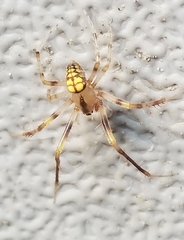 Araneus thaddeus