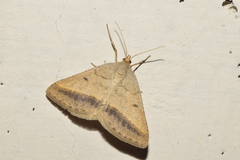 Isturgia arenacearia