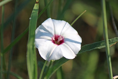 Convolvulus equitans