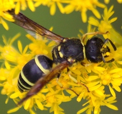 Ancistrocerus catskill