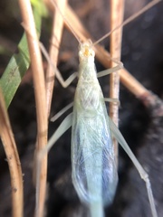 Oecanthus