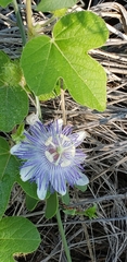 Passiflora foetida